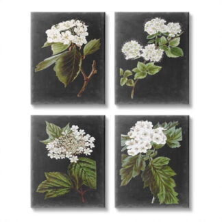 Stupell Industries Charming White Cottage Florals over Charcoal Grey Design by Vision Studio  4 Piece  16  x 20
