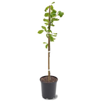 Expert Gardener Imoto Fuyu Persimmon Tree