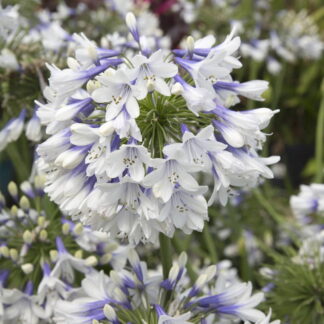 Southern Living Indigo Frost Agapanthus 'Lily of the Nile' Live Shrub in 2.5-Quart Grower Pot