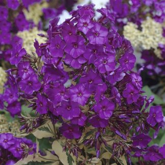 Van Zyverden Tall Phlox Paniculata Harlequin Set of 3 Plant Roots Blue Partial Sun Perennial Pollinator 1 lb