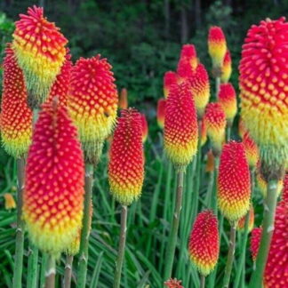25 Royal Castle Torch Lily Hot Poker Flower Seeds, Perennial